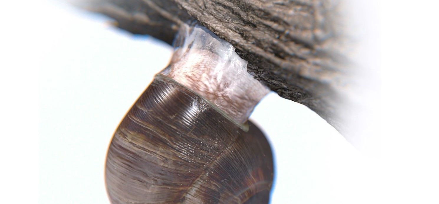 Adhesive Researchers Invent Reversible Super-Glue