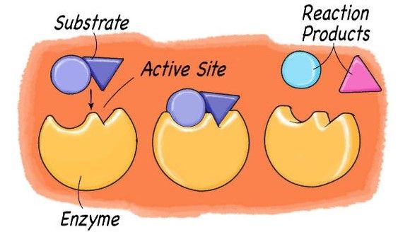 chemists-create-artificial-catalysts-that-replicate-natural-enzymes