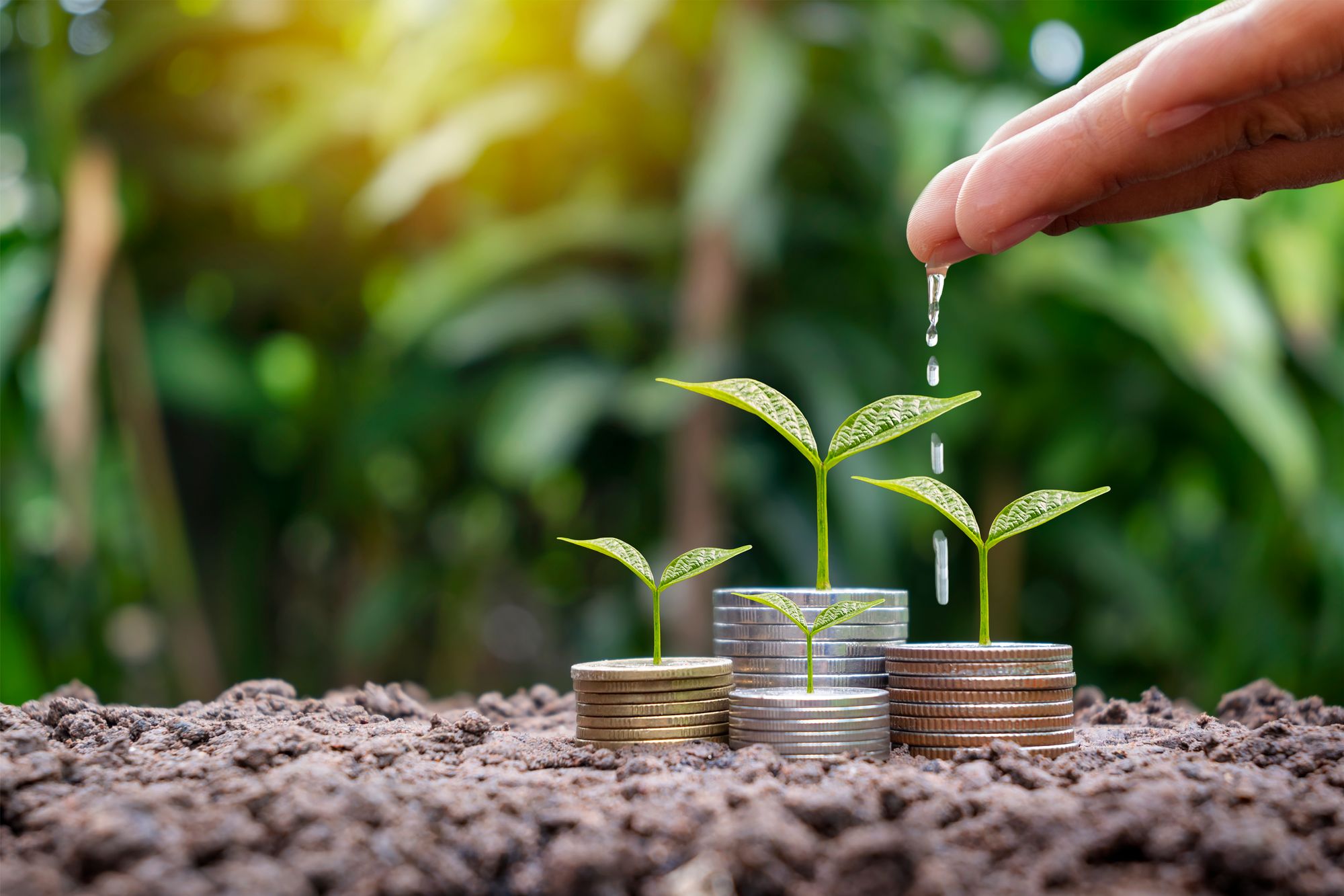 hands-are-watering-growing-plants-coins-amid-blurred-green-nature-background-financial-concept